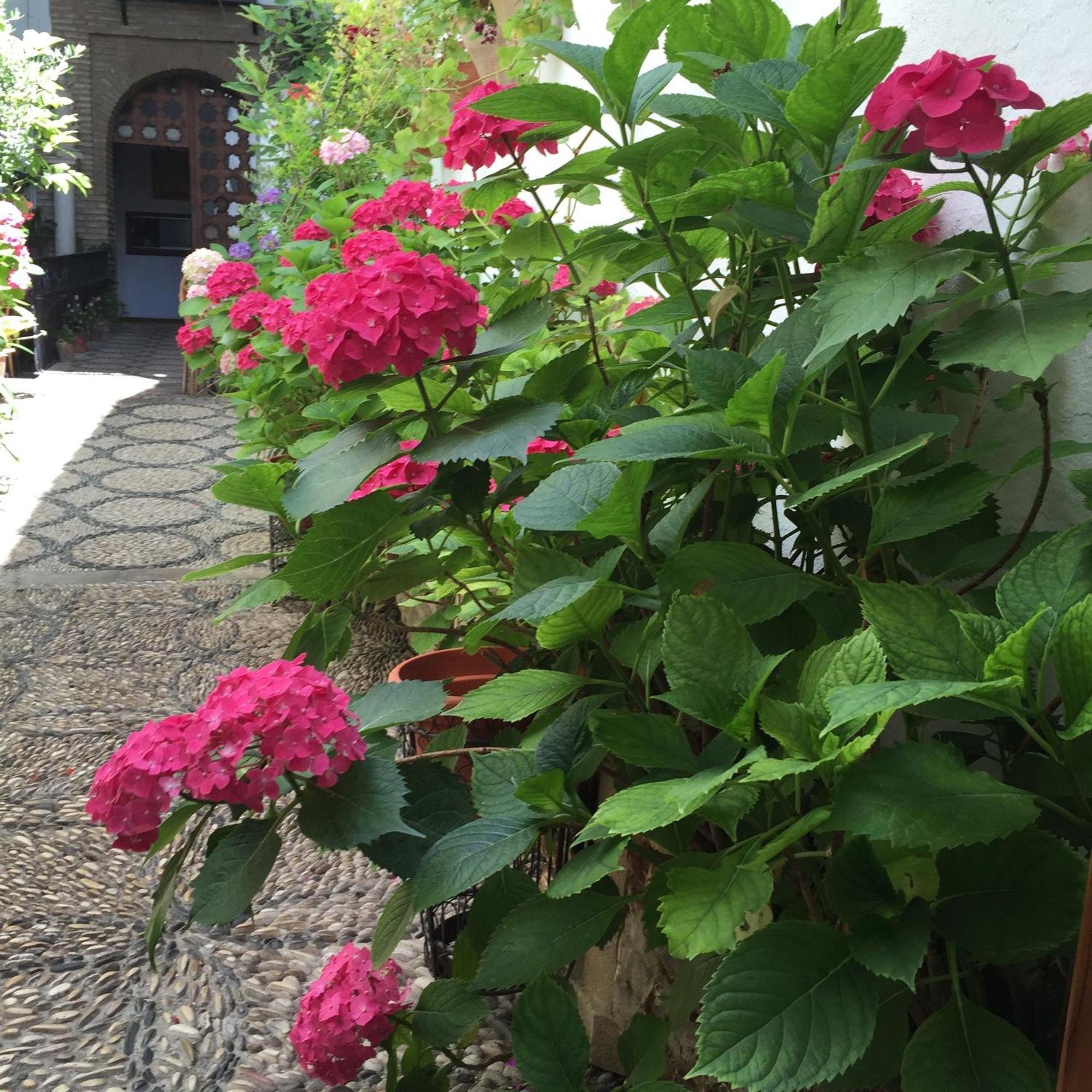 Los Patios Κόρδοβα Εξωτερικό φωτογραφία