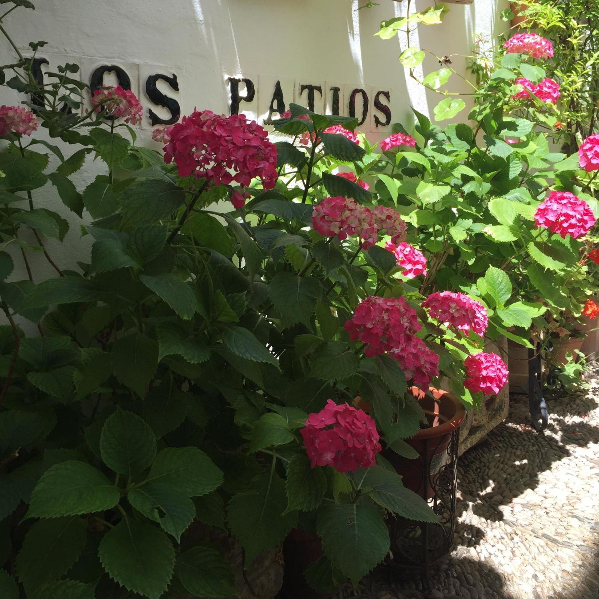 Los Patios Κόρδοβα Εξωτερικό φωτογραφία